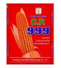 Maize CP 999 (Shine)